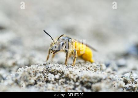 Ritratto ravvicinato di un'ape solitaria che trasporta polline giallo brillante mentre cammina sulla sabbia. Foto Stock