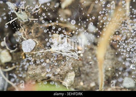 Semi delicati intrappolati su una ragnatela ricoperta di rugiada, gocce d'acqua frizzante e fili sottili con dettagli macro. Foto Stock