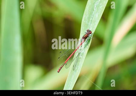 Damigella rossa arroccata su una lunga foglia verde, ali delicate e colori vivaci in natura. Foto Stock