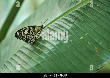 Farfalla di aquilone di carta che mostra il suo caratteristico motivo ad ali bianco e nero mentre si riposa su una vibrante foglia tropicale verde. Trovare tranquillità in na Foto Stock