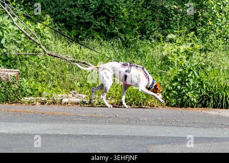 Cane di ricerca e salvataggio che segue un sentiero di profumo durante una ricerca di una persona scomparsa nella regione di Taunus, in Germania Foto Stock