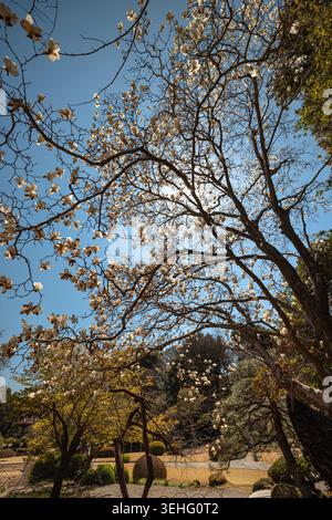 Primo piano dei fiori di ciliegio al Giardino Nazionale di Shinjuku Gyoen a Tokyo, Giappone Foto Stock