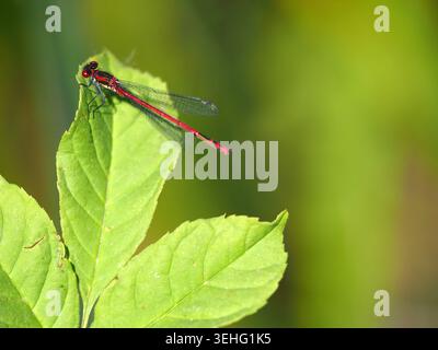 Large Red Damselfly pyrrrhosoma nymphula, Northamptonshire, Regno Unito Foto Stock