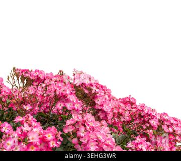 Rose di arbusti rosa in fiore isolate sul bianco, percorso di ritaglio incluso, elemento ritaglio ideale per illustrazioni botaniche, grafica paesaggistica, inv. Nozze Foto Stock
