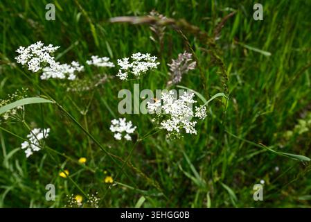Raro tuffarsi a testa alta in prezzemolo di mucca. Sawfly (Athalia bicolor) salta alla testa nel prezzemolo di mucca (Anthriscus sylvestris). Foto Stock