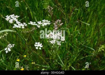 Raro tuffarsi a testa alta in prezzemolo di mucca. Sawfly (Athalia bicolor) salta alla testa nel prezzemolo di mucca (Anthriscus sylvestris). Foto Stock