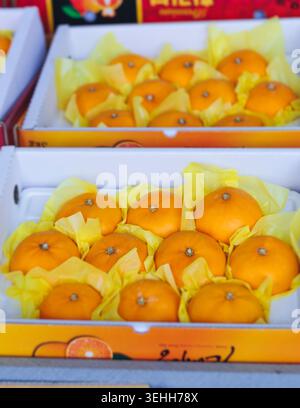 Arancia Jeju e hallabong in vendita nel negozio del mercato agricolo, isola di Jeju, Corea del Sud, mandarini e gamgyul confezionati in scatole e casse di arancia da regalo, Foto Stock
