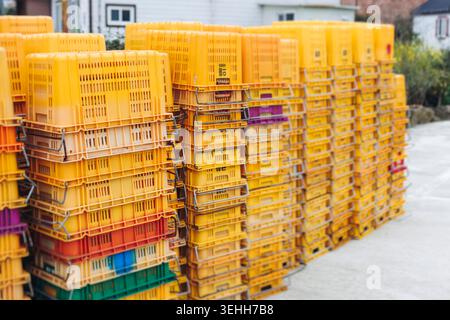 Arancia Jeju e hallabong in vendita nel negozio del mercato agricolo, isola di Jeju, Corea del Sud, mandarini e gamgyul confezionati in scatole e casse di arancia da regalo, Foto Stock