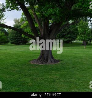 Un grande e maturo albero d'ombra con un tronco testurizzato e rami spalmabili si erge prominentemente nel lussureggiante prato verde di Baker Park a Frederick, Maryland Foto Stock