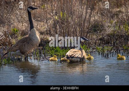 Un paio di oche canadesi adulte (Branta canadensis) che proteggono le loro soffici imbracature gialle in una palude poco profonda a Long Point, Ontario. Foto Stock