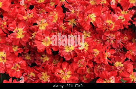Tulipani rossi con centro giallo in una mostra di fiori al Keukenhof Flower Garden di Lisse, Paesi Bassi, 14 aprile 2026. Foto Stock