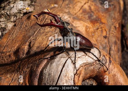 Una vista ravvicinata di uno scarabeo maschio del cervo che mostra le sue mandibole prominenti poggiate su una superficie in legno testurizzato con luce dappata Foto Stock