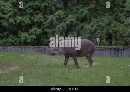 Fai una passeggiata attraverso uno spazio erboso all'aperto in uno zoo o in un parco faunistico circondato da lussureggianti alberi verdi e da un paesaggio naturale all'aperto. Calmare la scena esotica degli animali Foto Stock