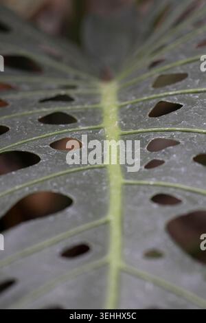 La Monstera deliciosa è la pianta della serra Mann Leiser in una giornata invernale ad Anchorage. Foto Stock