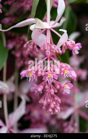 Medinilla magnifica, medinilla appariscente, uva rosa, pianta epifitica in fiore originaria delle Filippine Foto Stock