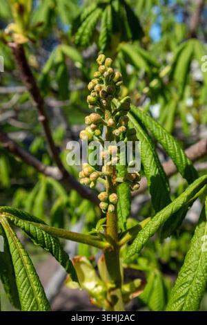 Aesculus hippocastanum, germogli e foglie di castagno in primavera Foto Stock