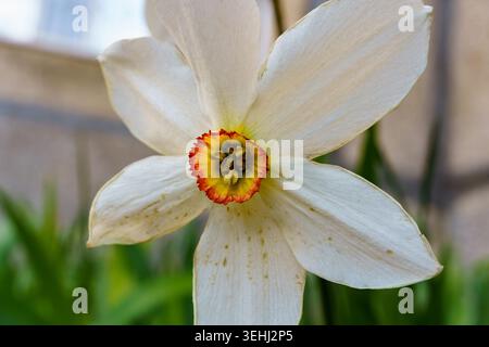 Un Narciso di fiori bianchi con un centro rosso sta fiorendo in un giardino in primavera. I petali luminosi si distinguono tra le foglie verdi Foto Stock