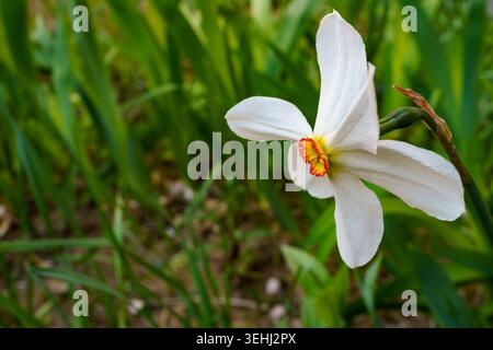 Tra l'erba verde spicca un Narciso di fiori bianchi con un centro rosso. La luce del sole splende sui delicati petali nell'ambiente esterno Foto Stock