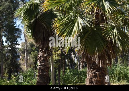 Vista orizzontale di due alte palme a ventaglio Washingtonia con spessi tronchi testurizzati in un lussureggiante parco pubblico Foto Stock