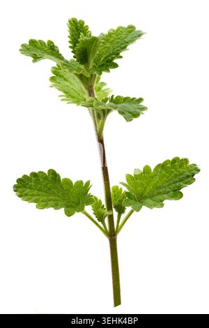 Un gambo di balsamo di limone (Melissa officinalis) con foglie verdi seghettate su sfondo bianco. Foto Stock