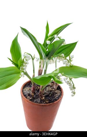 Giglio della valle (Convallaria majalis) con fiori bianchi a campana e foglie verdi è piantato in una pentola di terracotta. Foto Stock