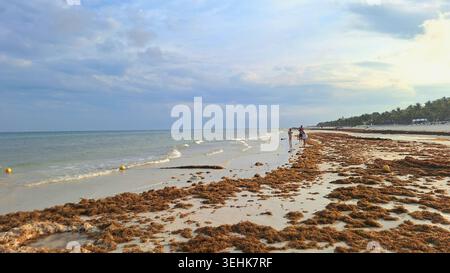 Playa del Carmen, QR, Messico - 18 aprile 2026: Il litorale lungo Playa del Carmen mostra un accumulo di alghe sargassose. Foto Stock