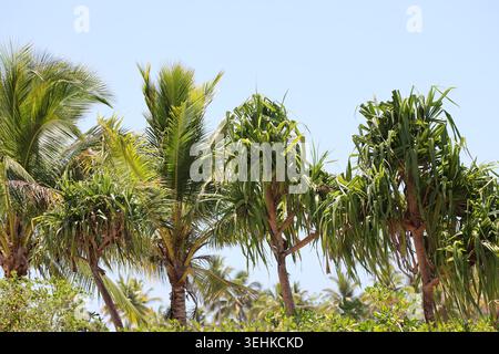 cime di alberi tropicali assortite sotto il sole acceso contro il cielo blu Foto Stock