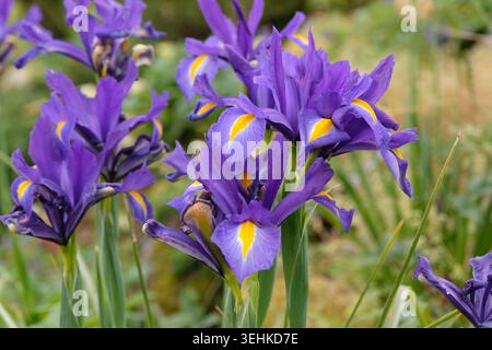 Iris olandese viola e giallo «Blue Magic» in fiore. Foto Stock