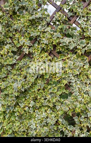 Foto verticale di edera variegata decorativa che si arrampica attraverso un delicato traliccio in legno, formando una fitta parete verde naturale alla luce del giorno. Foto Stock