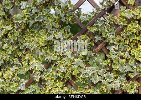 Primo piano orizzontale di edera variegata decorativa che cresce attraverso una raffinata struttura a reticolo di legno, creando un lussureggiante sfondo naturale verde. Foto Stock
