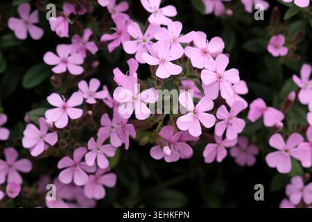 Saponaria ocymoides rosa viola o Rock Soapwort «Tumbling ted» in fiore. Foto Stock