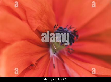 Primo piano di un papavero in fiore Foto Stock