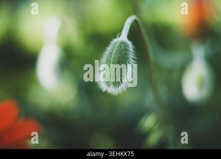 papavero verde intagliato su un lungo gambo, circondato da lussureggianti foglie verdi Foto Stock