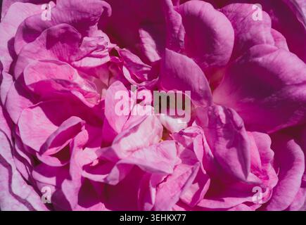 Primo piano di petali di rosa Foto Stock