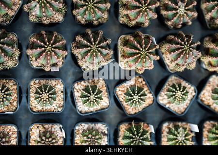 Ampio assortimento di cactus decorativi in vaso piante d'appartamento di diverse dimensioni vendute in negozio di fiori. Foto Stock