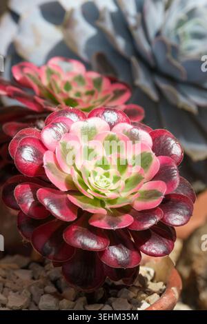 Aeonium Medusa, Medusa alberata, rosette di foglie variegate verdi appuntite a forma di cucchiaio, rosa intenso e viola in forte luce Foto Stock