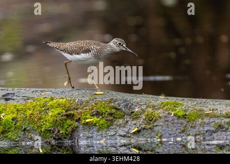 Sandpiper solitaria (Tringa solitaria) in primavera Foto Stock