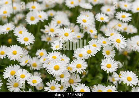 Foto in primo piano orizzontale di margherite bianche in fiore con fiori in primo piano focalizzati e bokeh soffice da sogno alla luce naturale del giorno. Foto Stock