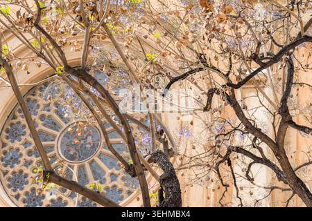 La finestra della chiesa si vede attraverso i rami dell'albero di jacaranda Foto Stock