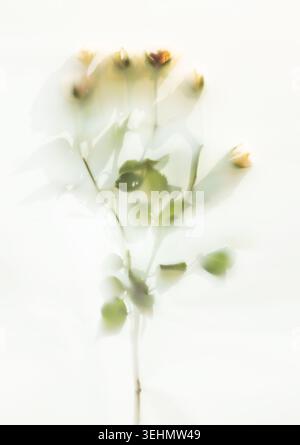 Gemme e foglie di rosa da sogno viste attraverso una superficie smerigliata traslucida, che creano una morbida sfocatura, tonalità pastello e uno spazio arioso minimale per romantiche decorazioni floreali Foto Stock