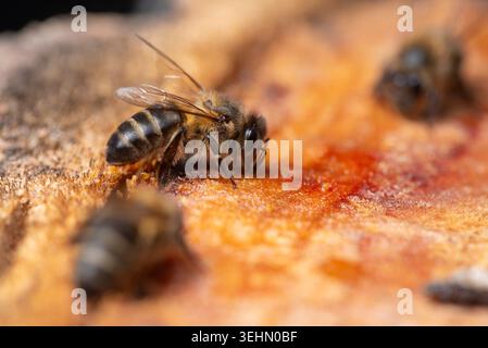 Macro dettagliato di un'ape miele che raccoglie nettare e zucchero da frutta matura, mostrando ali, addome a strisce e corpo sfocato con toni caldi e poco profondo Foto Stock