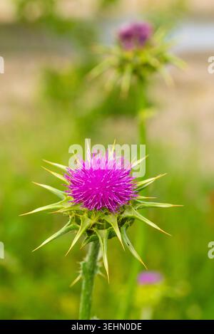 Primo piano di cardo di latte, Silybum marianum, con vivace fiore viola e spine affilate in un prato estivo, morbido sfondo bokeh, medico botanico Foto Stock