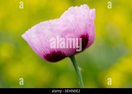 Primo piano di un papavero viola, Papaver somniferum, fiorisce su uno stelo sottile, catturato dalla luce naturale con un morbido sfondo verde bokeh, ideale per botan Foto Stock