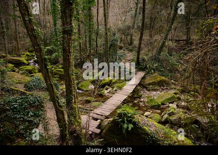 Un tranquillo sentiero in legno si snoda attraverso il lussureggiante bosco di la Garrotxa a Girona. Alberi alti e muschio verde creano una serena fuga naturale, invi Foto Stock