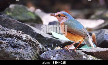 Pitta dalle rugole blu (Hydrornis soror), vicino all'uccello endemico del Vietnam Foto Stock