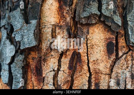 Primo piano di legno duro ruvido ruvido corteccia d'albero sfondo naturale Foto Stock