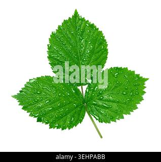 Foglia di lampone verde brillante coperta da gocce d'acqua limpida su sfondo trasparente Foto Stock