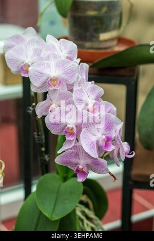 Vivace motivo a strisce Phalaenopsis Moth Orchid Spike nel giardino interno Foto Stock