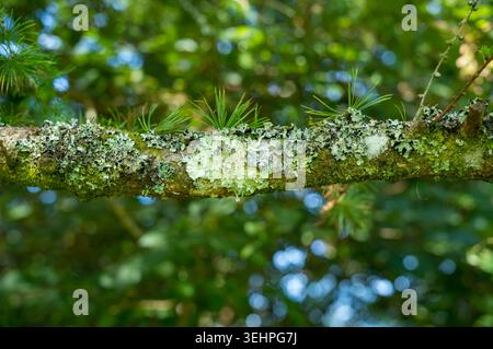 Licheni e ammassi di aghi sul ramo del Larch europeo - Larix decidua - pino nel Devon Foto Stock