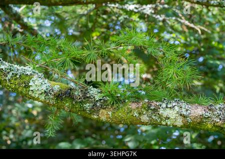 Licheni e ammassi di aghi sul ramo del Larch europeo - Larix decidua - pino nel Devon Foto Stock
